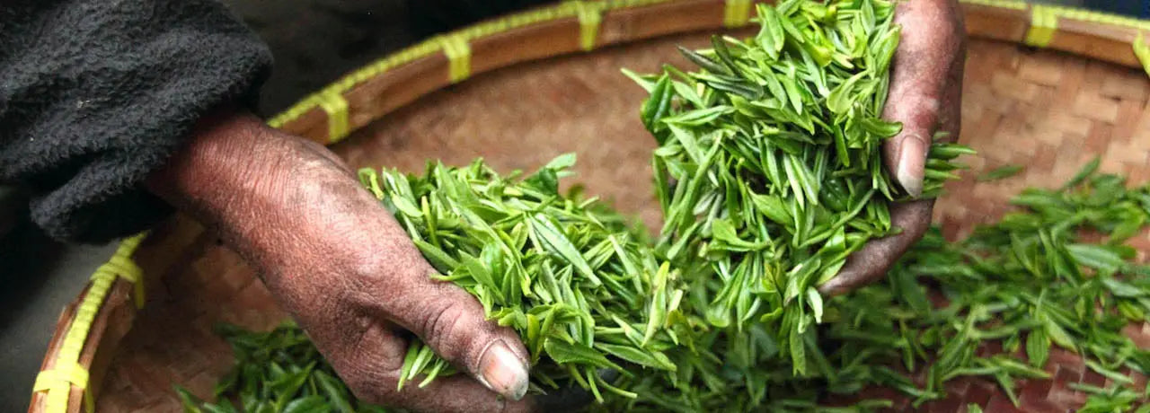 La cueillette du thé bio est-elle différente ?